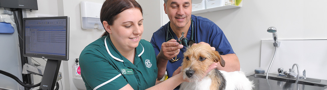 Dog Microchipping in Ilford  | Cat Microchipping in Ilford