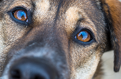 Conjunctivitis in dogs: causes, symptoms and treatment
