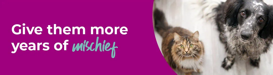 Senior Pets
