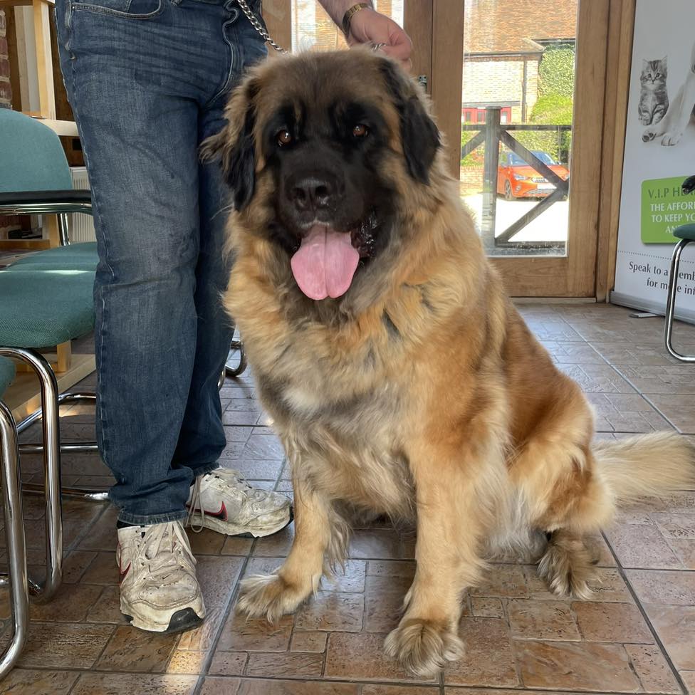 XL Dog