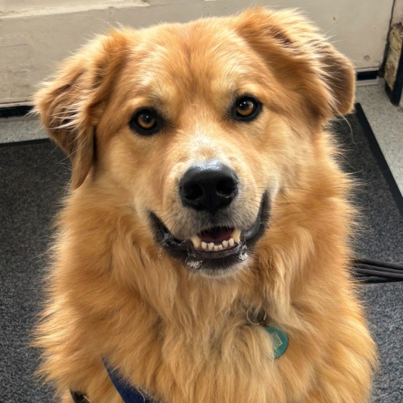 Large Dog
