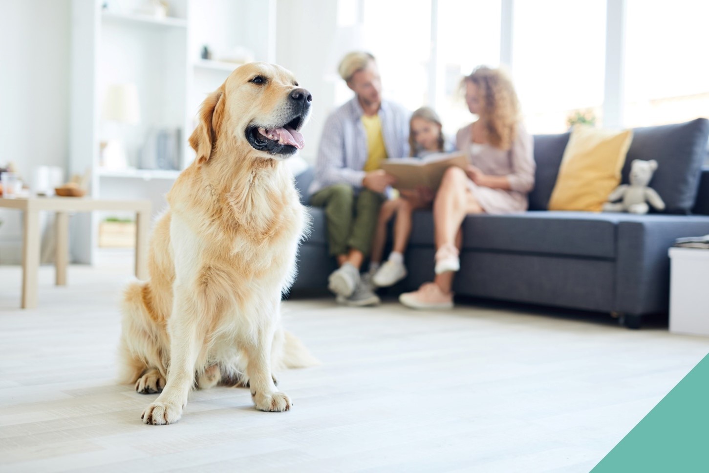 Preparing your pet for home life changes in Ilford, Essex