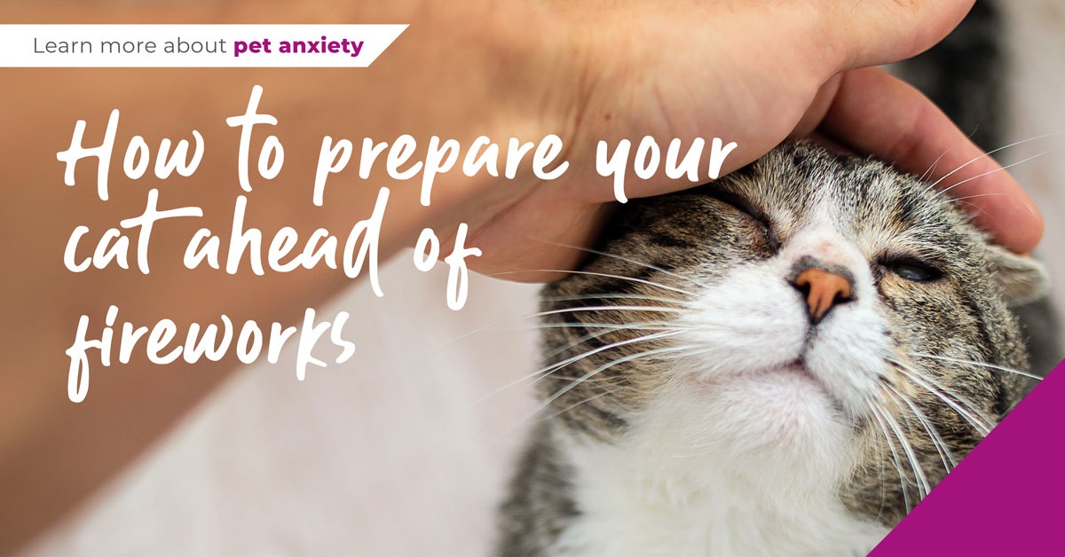 How to prepare your cat ahead of fireworks in Ilford