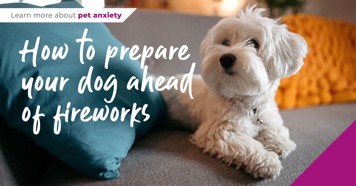 How to prepare your dog ahead of fireworks in Ilford