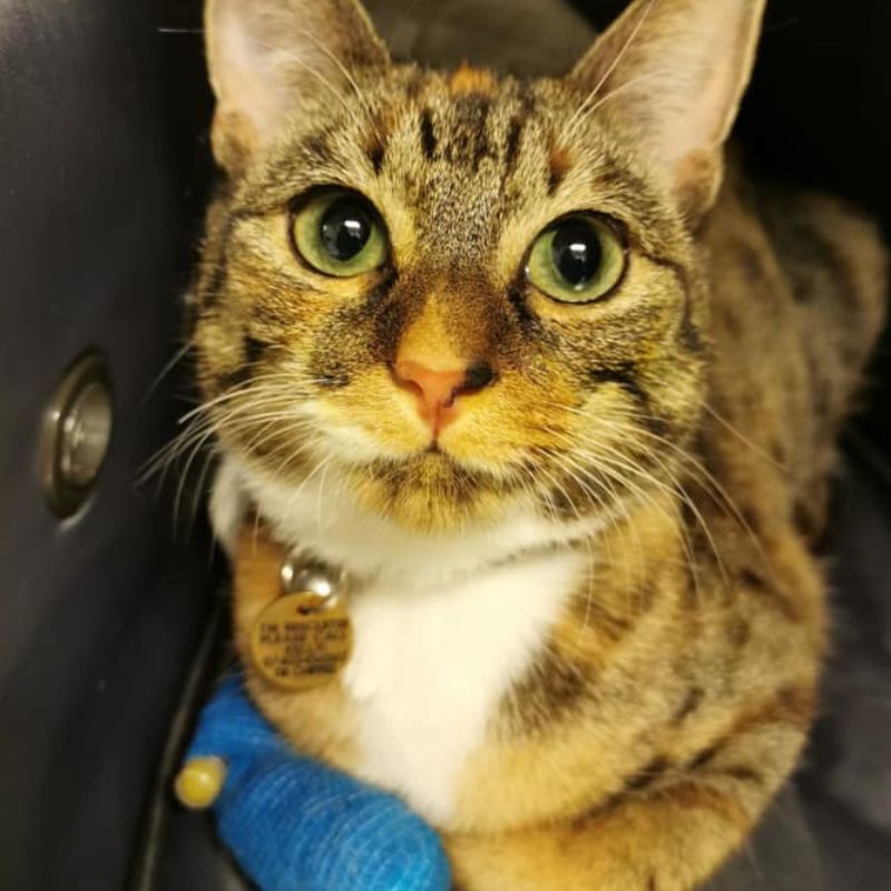 Cat