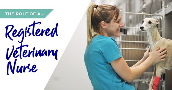 The role of a Registered Veterinary Nurse in Ilford
