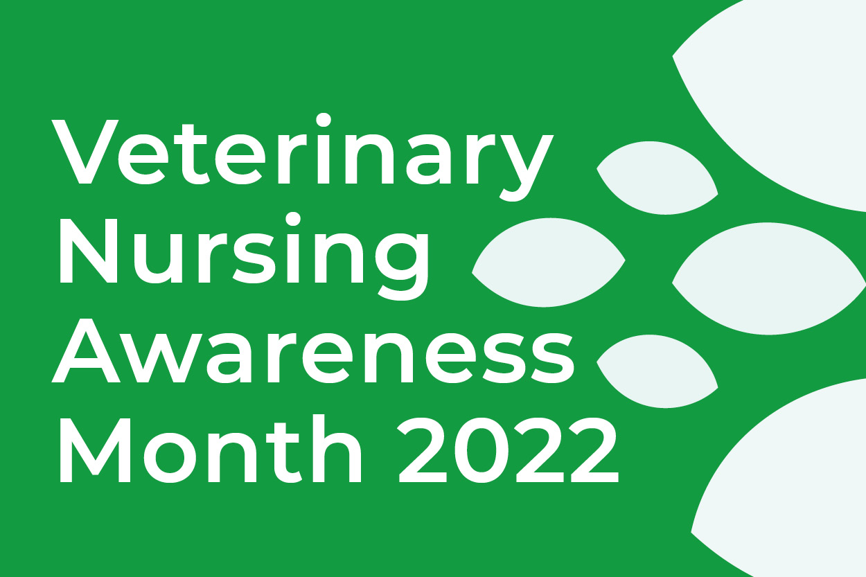 Veterinary Nursing Awareness Month at Animal Ark Vets