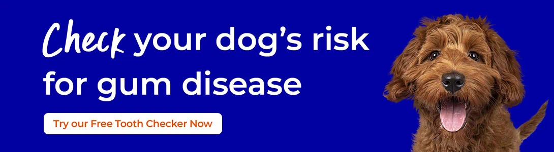 Dog Dental Care in Ilford