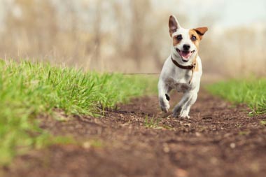 Flea and Worm Treatment For Your Dog Animal Ark Vets in Ilford 
