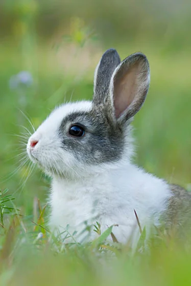 Rabbit