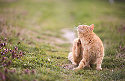 How to eliminate fleas in cats