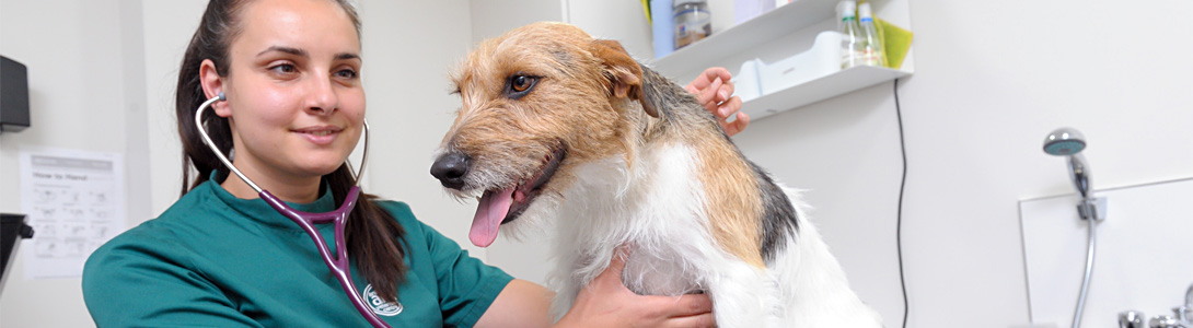 Animal Ark Vets advice about stray dogs and cats