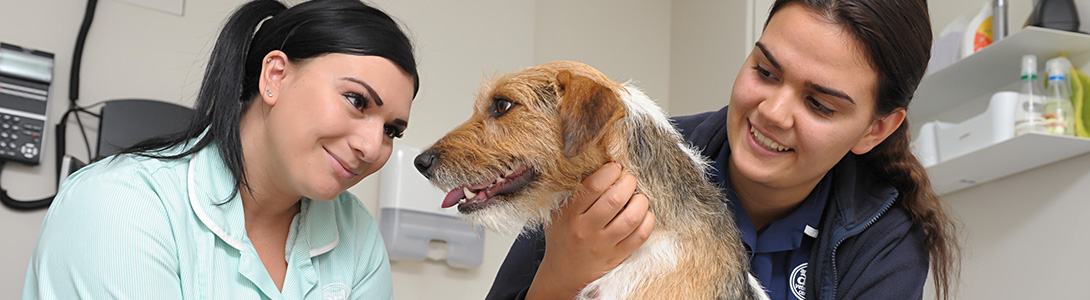 Parvovirus Vaccine For Dogs