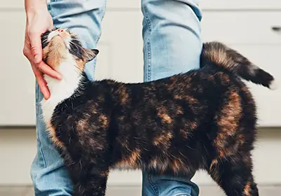 Jingle Bell Cat Collars: Pros & Cons 