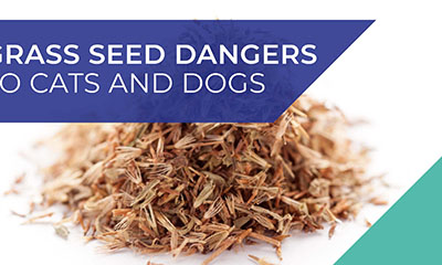 Animal Ark, vets in Essex, advice on grass seed dangers to cats and dogs