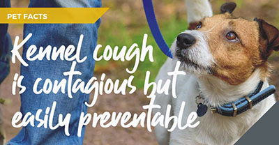 Vets in Essex discuss kennel cough myths and facts