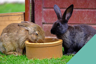 Rabbit Dental Care