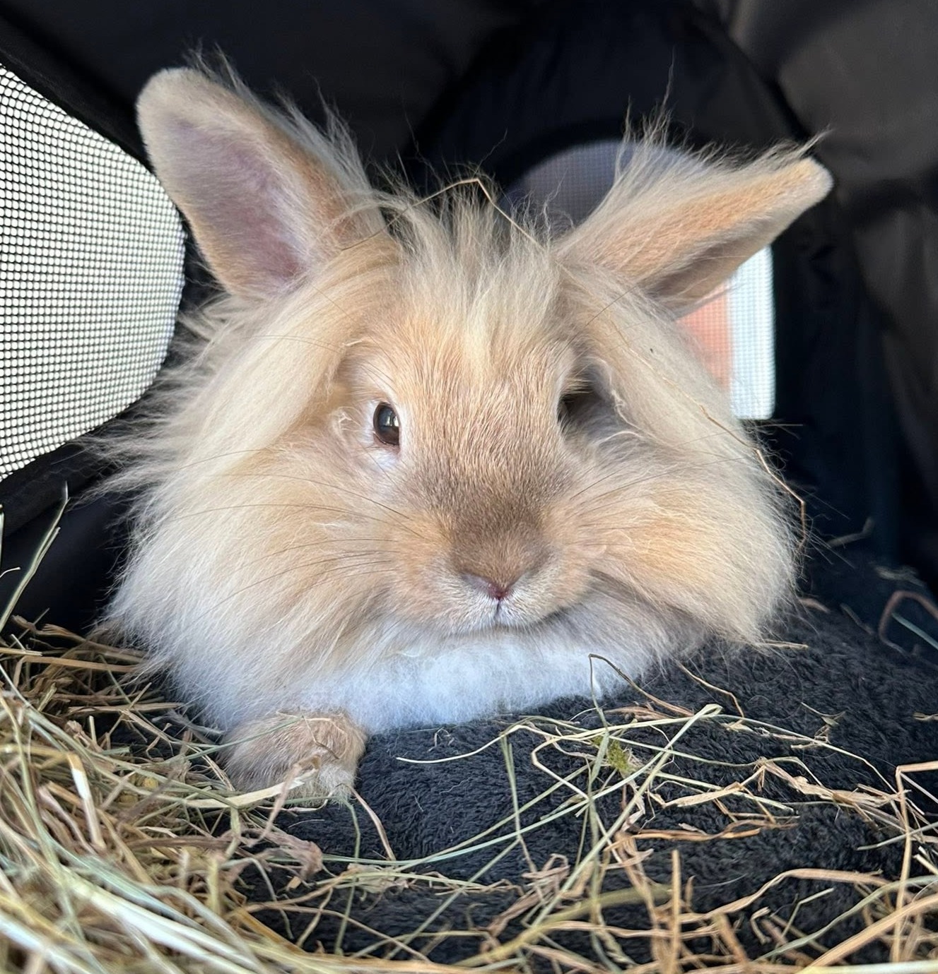 Rabbit