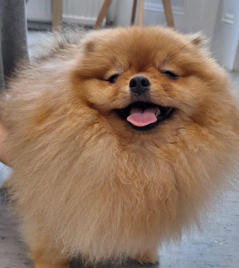 Small Dog